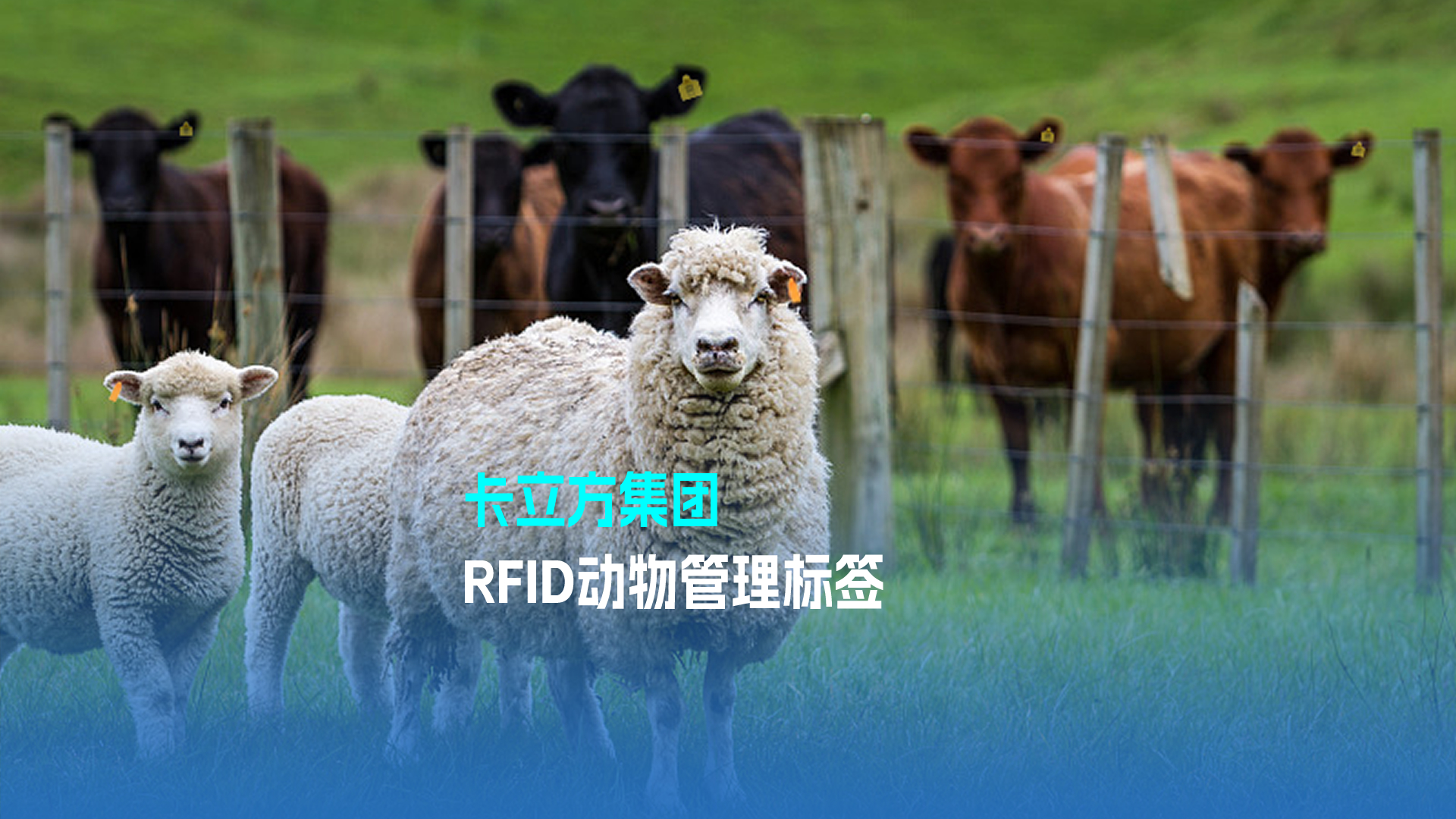 金沙8087集团RFID动物治理标签 科技赋能现代畜牧业新篇章